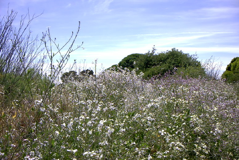 flowers4.jpg