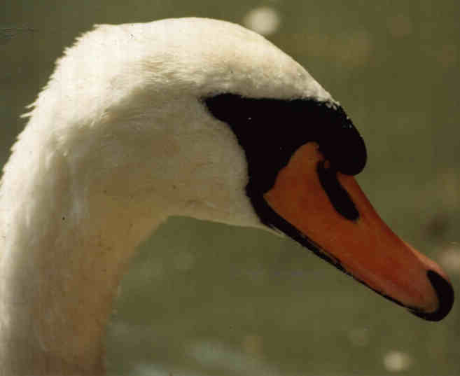 A Parisan Swan